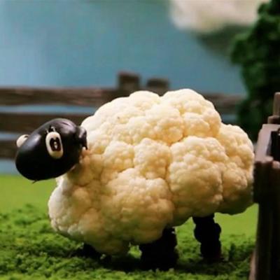 bloemkool schapen