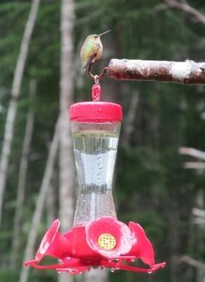 kolibrie eten