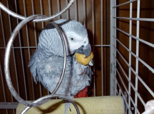 hondjes favoriete pindakaas behandelt