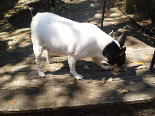 pindakaas knalt voor honden