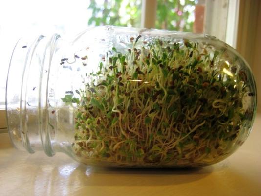 spruiten (zelf groeien)