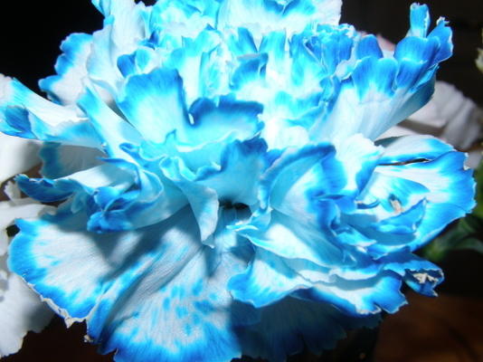 kleur veranderende anjers