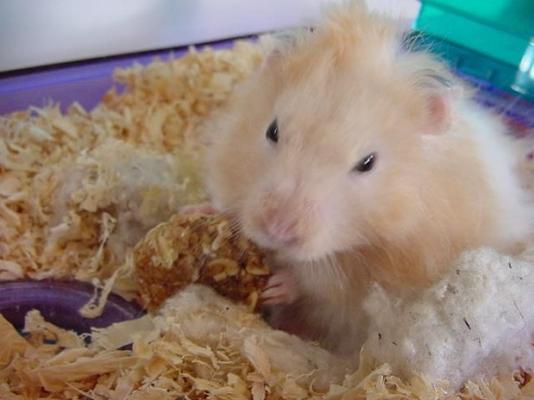 bessen leuke koekjes voor hamsters