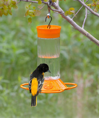 oriole nectar