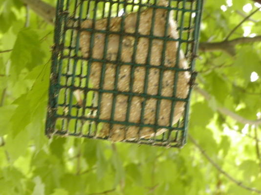 een zelfgemaakte vogeltraktatie voor je verenvrienden