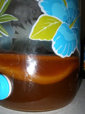 kombucha scoby - om je eigen kombucha-brouwsel te starten