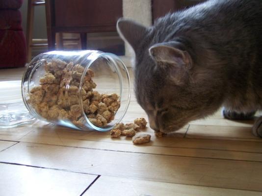 makreel kattenmunchies