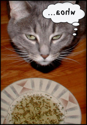 lieverd, de kat heeft de slok weer gedompeld (catnip thee)