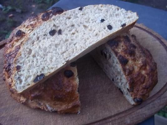 gevlekte hond cakelike rozijnenbrood