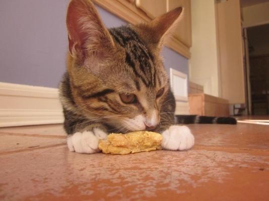 tonijntraktaties voor katten