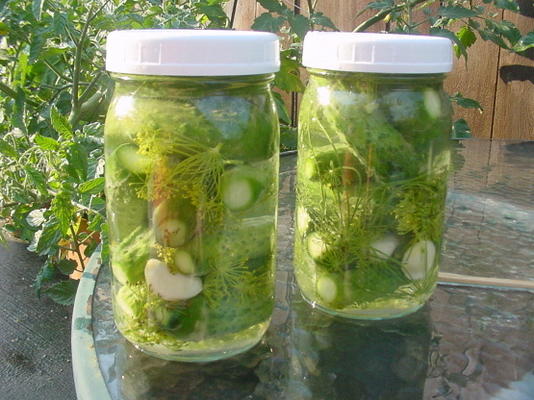 solar dill pickles