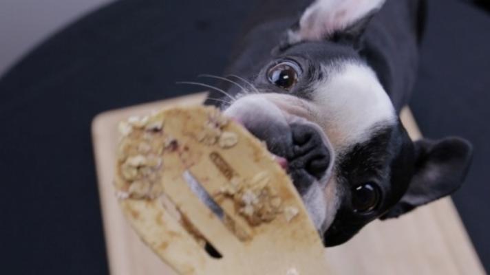 niet-bakt pindakaas hond behandelt