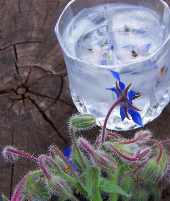 ijsblokjes uit de borage