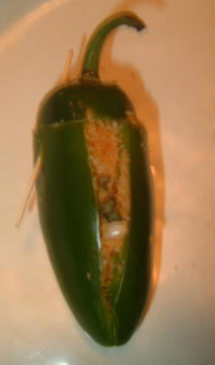 franken-pepers (chili-crumb gevulde jalapenos)